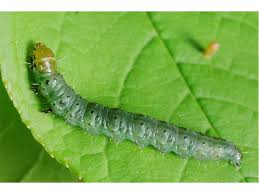 Attēlu rezultāti vaicājumam “Eudemis porphyrana”