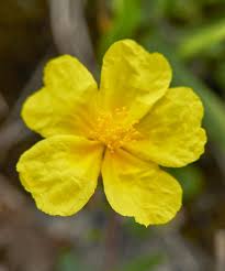 Attēlu rezultāti vaicājumam “Helianthemum nummularium fruit”