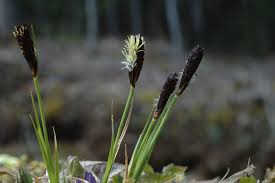 Attēlu rezultāti vaicājumam “Carex montana”