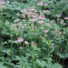 Attēlu rezultāti vaicājumam “Astrantia major”