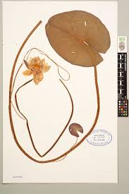 Attēlu rezultāti vaicājumam “Nymphaea candida”