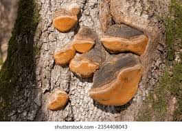 Attēlu rezultāti vaicājumam “Phellinus robustus”