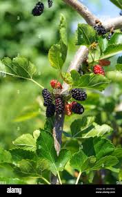 Attēlu rezultāti vaicājumam “Morus alba”