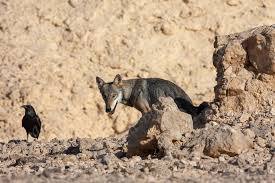 Image result for canis lupus arabs