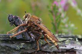 Attēlu rezultāti vaicājumam “Asilus crabroniformis”