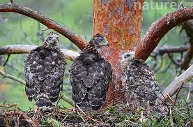 Attēlu rezultāti vaicājumam “Accipiter gentilis nest”
