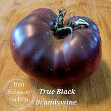 Afbeeldingsresultaat voor black brandywine tomato