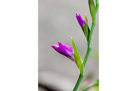 Attēlu rezultāti vaicājumam “Gladiolus imbricatus flower”