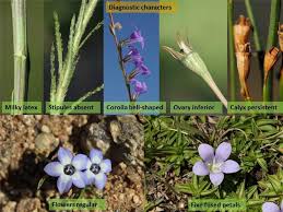 Attēlu rezultāti vaicājumam “Campanulaceae”