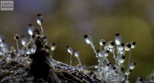 Attēlu rezultāti vaicājumam “Stemonitopsis subcaespitosa spores”