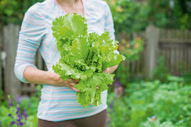 Image result for Pflücksalat