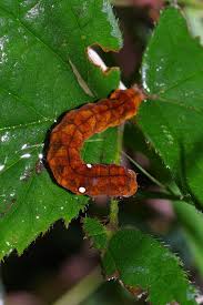 Attēlu rezultāti vaicājumam “Habrosyne pyritoides”