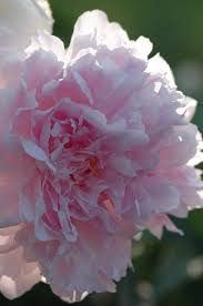 Attēlu rezultāti vaicājumam “Paeonia lactiflora flower”