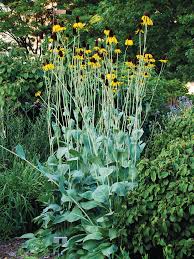 Attēlu rezultāti vaicājumam “Rudbeckia hirta var. hirta leaf”