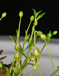Attēlu rezultāti vaicājumam “Sagina procumbens fruit”