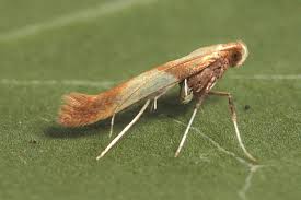 Attēlu rezultāti vaicājumam “Caloptilia alchimiella”