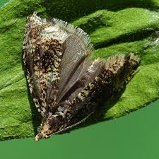 Attēlu rezultāti vaicājumam “Celypha siderana”