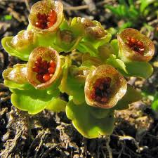 Attēlu rezultāti vaicājumam “Chrysosplenium alternifolium fruit”