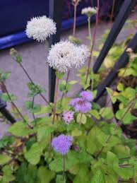 Image result for Ageratum houstonianum
