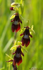 Attēlu rezultāti vaicājumam “Ophrys insectifera flower”