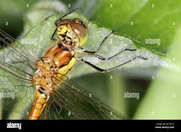 Attēlu rezultāti vaicājumam “Sympetrum flaveolum”