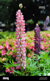 Attēlu rezultāti vaicājumam “Lupinus polyphyllus flower”