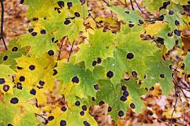 Attēlu rezultāti vaicājumam “Rhytisma acerinum”