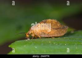 Attēlu rezultāti vaicājumam “Drepanepteryx phalaenoides”