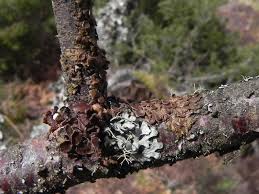 Attēlu rezultāti vaicājumam “Melanohalea olivacea”