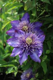 Image result for clematis multi blue