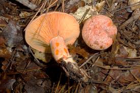 Attēlu rezultāti vaicājumam “Lactarius deliciosus”