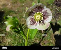 Image result for Christrose