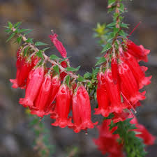 Attēlu rezultāti vaicājumam “Ericaceae”