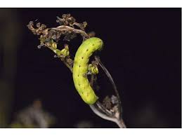 Attēlu rezultāti vaicājumam “Lacanobia contigua imago”