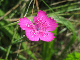 Attēlu rezultāti vaicājumam “Dianthus deltoides flower”