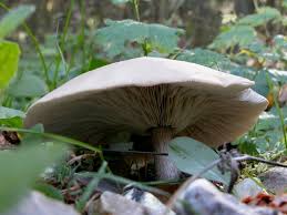 Attēlu rezultāti vaicājumam “Lepista sp.”