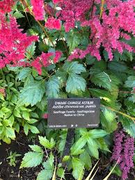 Attēlu rezultāti vaicājumam “Astilbe chinensis leaf”