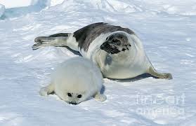 Image result for Pagophilus groenlandicus