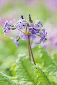 Attēlu rezultāti vaicājumam “Primula”