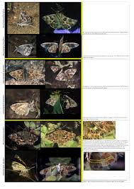 Attēlu rezultāti vaicājumam “Carcharodus floccifera upperside”