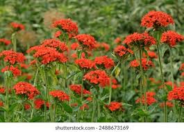 Attēlu rezultāti vaicājumam “Silene x arkwrightii Vesuvius flower”