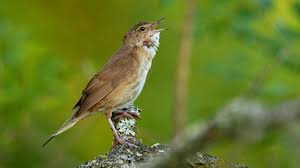 Image result for Locustella luscinioides