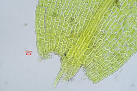 Attēlu rezultāti vaicājumam “Hygroamblystegium varium”