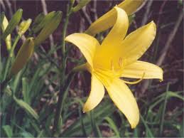 Attēlu rezultāti vaicājumam “Hemerocallis lilioasphodelus flower”