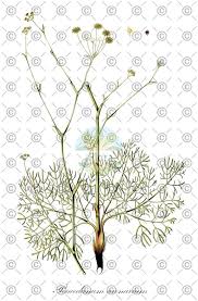 Attēlu rezultāti vaicājumam “Peucedanum oreoselinum leaf”