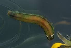 Attēlu rezultāti vaicājumam “Euura brevicornis larva”