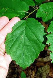 Attēlu rezultāti vaicājumam “Hamamelis vernalis leaf”