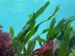 Attēlu rezultāti vaicājumam “Leskea polycarpa macro”