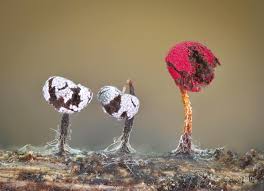 Attēlu rezultāti vaicājumam “Physarum murinum macro”