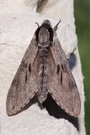 Attēlu rezultāti vaicājumam “Sphinx pinastri”